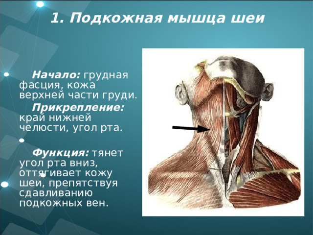 1. Подкожная мышца шеи  Начало: грудная фасция, кожа верхней части груди. Прикрепление: край нижней челюсти, угол рта.  Функция: тянет угол рта вниз, оттягивает кожу шеи, препятствуя сдавливанию подкожных вен. 