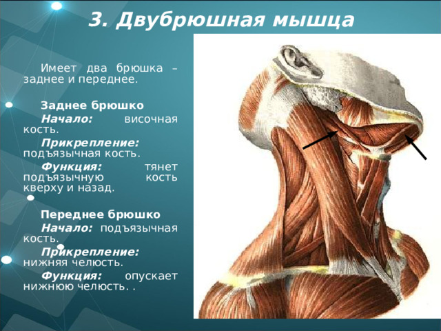 3. Двубрюшная мышца Имеет два брюшка – заднее и переднее. Заднее брюшко Начало: височная кость. Прикрепление: подъязычная кость. Функция: тянет подъязычную кость кверху и назад.  Переднее брюшко Начало: подъязычная кость. Прикрепление: нижняя челюсть. Функция: опускает нижнюю челюсть. .  