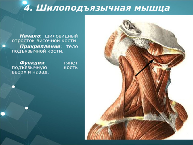 4. Шилоподъязычная мышца Начало : шиловидный отросток височной кости. Прикрепление : тело подъязычной кости.  Функция : тянет подъязычную кость вверх и назад. 