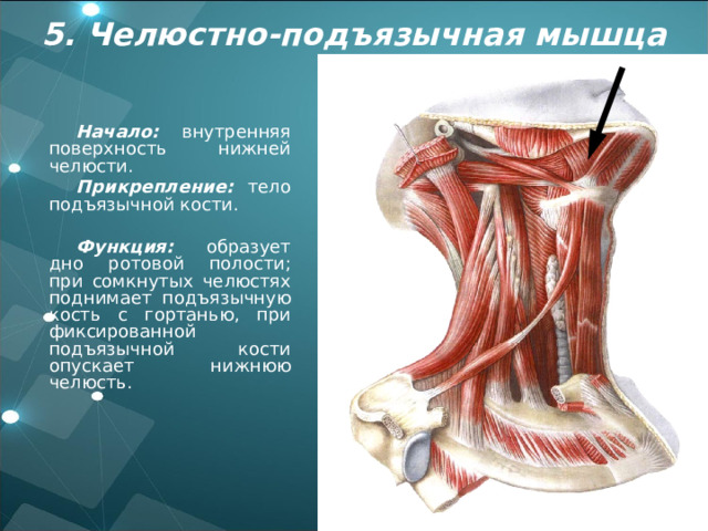 5. Челюстно-подъязычная мышца Начало: внутренняя поверхность нижней челюсти. Прикрепление: тело подъязычной кости.  Функция: образует дно ротовой полости; при сомкнутых челюстях поднимает подъязычную кость с гортанью, при фиксированной подъязычной кости опускает нижнюю челюсть. 