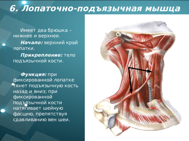 6 . Лопаточно-подъязычная мышца Имеет два брюшка – нижнее и верхнее. Начало: верхний край лопатки. Прикрепление: тело подъязычной кости.  Функция: при фиксированной лопатке тянет подъязычную кость назад и вниз; при фиксированной подъязычной кости натягивает шейную фасцию, препятствуя сдавливанию вен шеи. 