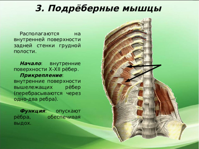 3. Подрёберные мышцы Располагаются на внутренней поверхности задней стенки грудной полости. Начало : внутренние поверхности X-XII рёбер. Прикрепление : внутренние поверхности вышележащих рёбер (перебрасываются через одно-два ребра). Функция : опускают рёбра, обеспечивая выдох. 