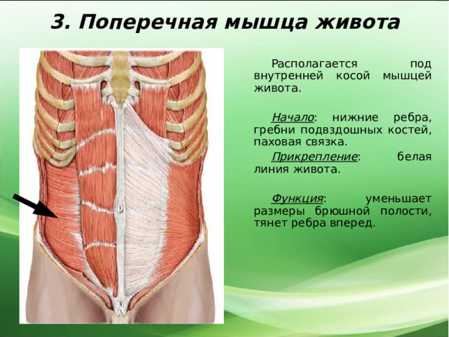 3. Поперечная мышца живота Располагается под внутренней косой мышцей живота.  Начало : нижние ребра, гребни подвздошных костей, паховая связка. Прикрепление : белая линия живота.  Функция : уменьшает размеры брюшной полости, тянет ребра вперед. 