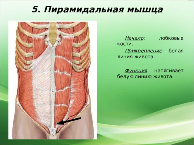 5. Пирамидальная мышца Начало : лобковые кости. Прикрепление : белая линия живота.  Функция : натягивает белую линию живота. 