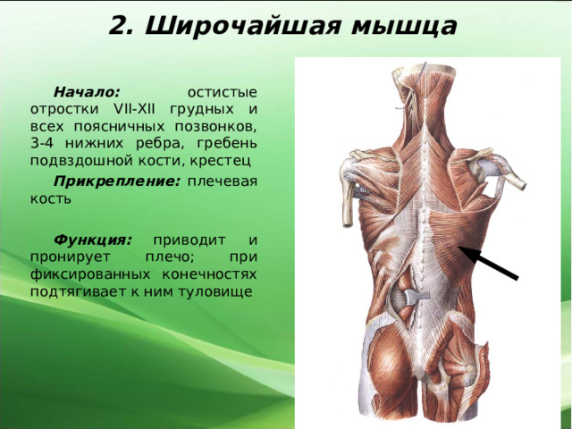 2. Широчайшая мышца Начало: остистые отростки VII-XII грудных и всех поясничных позвонков, 3-4 нижних ребра, гребень подвздошной кости, крестец Прикрепление: плечевая кость  Функция: приводит и пронирует плечо; при фиксированных конечностях подтягивает к ним туловище 