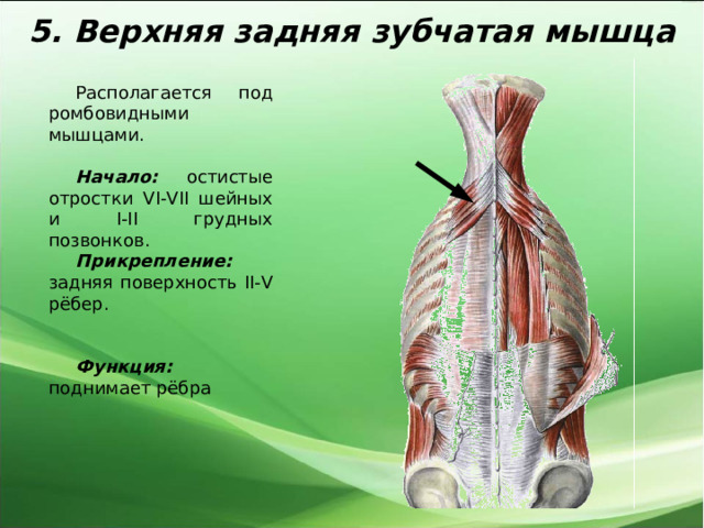 5. Верхняя задняя зубчатая мышца Располагается под ромбовидными мышцами.  Начало: остистые отростки VI-VII шейных и I-II грудных позвонков. Прикрепление: задняя поверхность II-V рёбер.  Функция: поднимает рёбра 