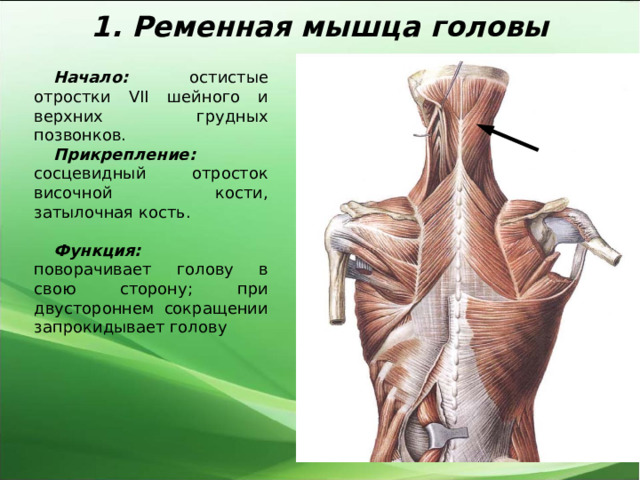 1. Ременная мышца головы Начало: остистые отростки VII шейного и верхних грудных позвонков. Прикрепление: сосцевидный отросток височной кости, затылочная кость. Функция: поворачивает голову в свою сторону; при двустороннем сокращении запрокидывает голову   