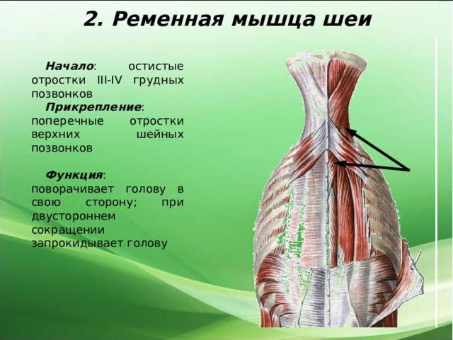 2. Ременная мышца шеи Начало : остистые отростки III - IV грудных позвонков Прикрепление : поперечные отростки верхних шейных позвонков Функция : поворачивает голову в свою сторону; при двустороннем сокращении запрокидывает голову 