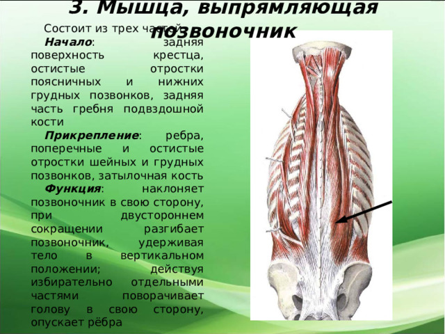 3. Мышца, выпрямляющая позвоночник Состоит из трех частей. Начало : задняя поверхность крестца, остистые отростки поясничных и нижних грудных позвонков, задняя часть гребня подвздошной кости Прикрепление : ребра, поперечные и остистые отростки шейных и грудных позвонков, затылочная кость Функция : наклоняет позвоночник в свою сторону, при двустороннем сокращении разгибает позвоночник, удерживая тело в вертикальном положении; действуя избирательно отдельными частями поворачивает голову в свою сторону, опускает рёбра 