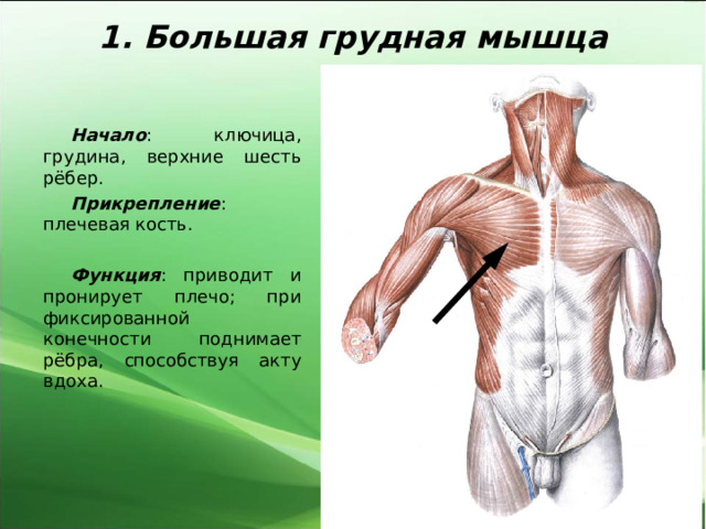 1. Большая грудная мышца Начало : ключица, грудина, верхние шесть рёбер. Прикрепление : плечевая кость.  Функция : приводит и пронирует плечо; при фиксированной конечности поднимает рёбра, способствуя акту вдоха. 