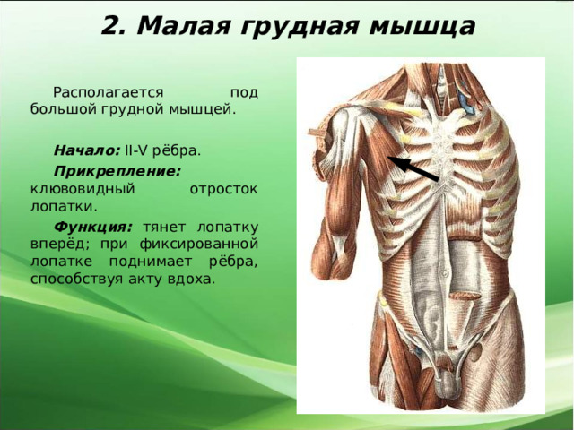2. Малая грудная мышца Располагается под большой грудной мышцей.  Начало: II-V рёбра. Прикрепление: клювовидный отросток лопатки. Функция: тянет лопатку вперёд; при фиксированной лопатке поднимает рёбра, способствуя акту вдоха. 