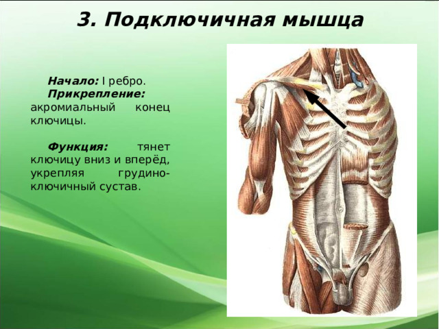 3. Подключичная мышца Начало: I ребро. Прикрепление: акромиальный конец ключицы.  Функция: тянет ключицу вниз и вперёд, укрепляя грудино-ключичный сустав. 