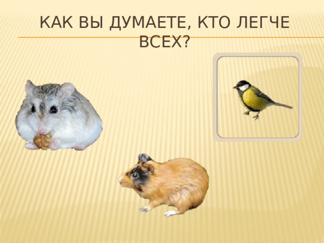 Как вы думаете, кто легче всех? 