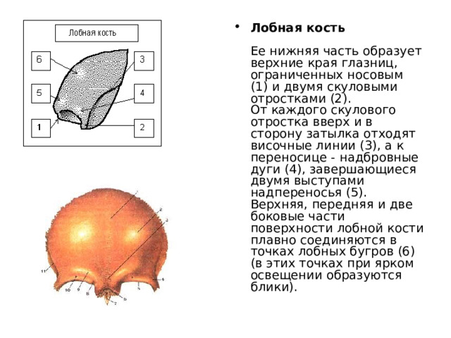 Образует верхний