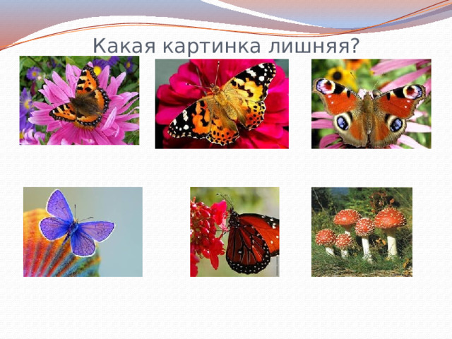 Какая картинка лишняя? 