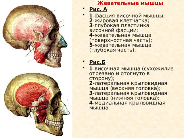 Жевательная мышца фото ботокс