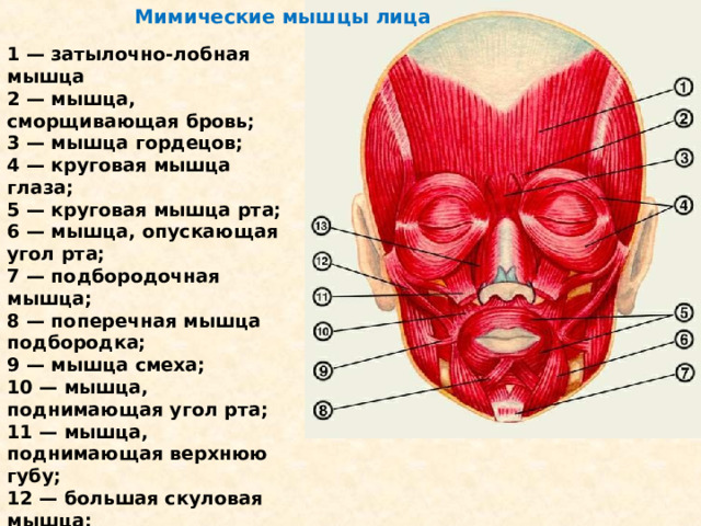 Мышца гордецов фото