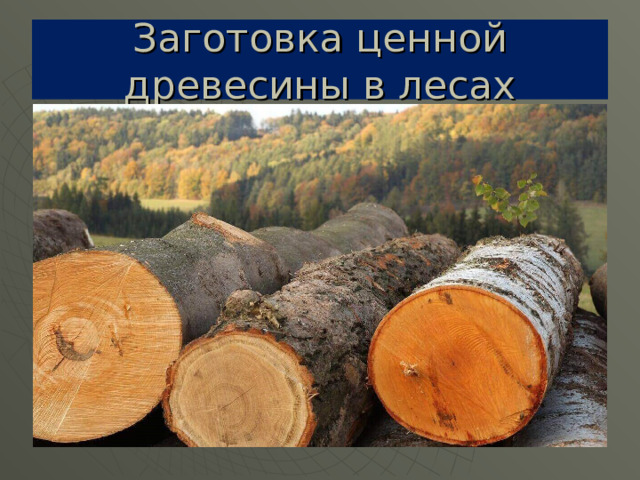 Заготовка ценной древесины в лесах 