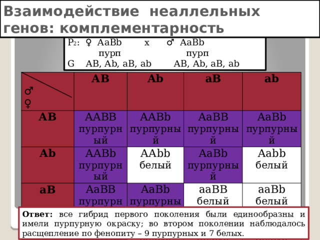 Взаимодействие неаллельных генов: комплементарность Решение: Р 2 : ♀ АаВb х ♂ АаВb  пурп пурп G АВ, Аb, аВ, аb АВ, Аb, аВ, аb ♂ ♀ АВ АВ Аb ААВВ Аb ААВb пурпурный аВ ААВb аВ пурпурный пурпурный АаВВ аb аb ААbb АаВВ АаВb пурпурный АаВb белый пурпурный АаВb АаВb пурпурный пурпурный Ааbb пурпурный ааВВ пурпурный Ааbb ааВb белый белый белый ааВb белый белый ааbb белый Ответ: все гибрид первого поколения были единообразны и имели пурпурную окраску; во втором поколении наблюдалось расщепление по фенопиту – 9 пурпурных и 7 белых. 