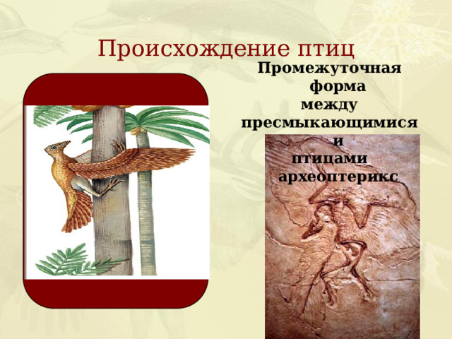 Происхождение птиц Промежуточная форма между пресмыкающимися и птицами археоптерикс 