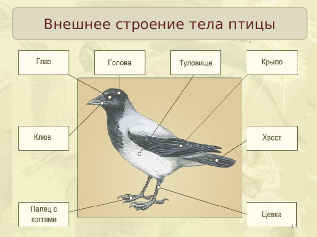 Внешнее строение тела птицы  