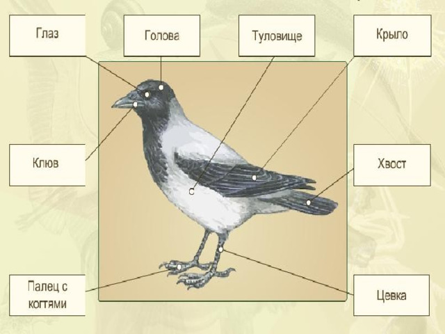 Завершите схему класс птицы