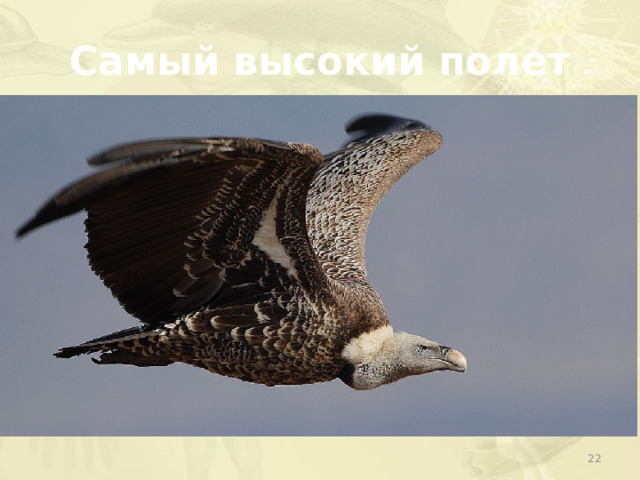 Самый высокий полет  