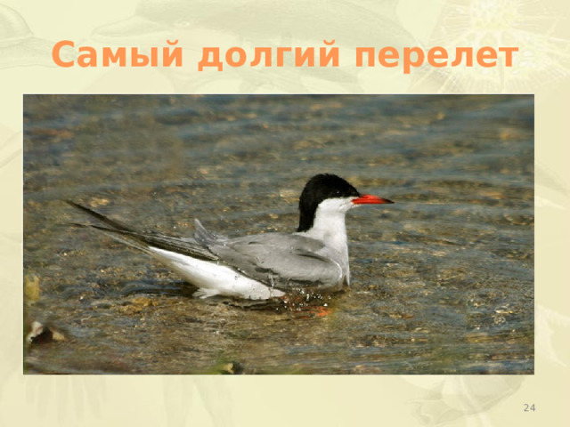 Самый долгий перелет  