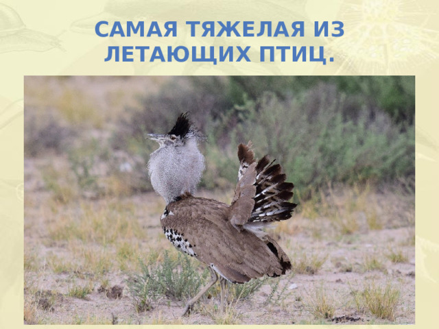 Самая тяжелая из летающих птиц.  