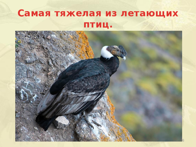 Самая тяжелая из летающих птиц.  