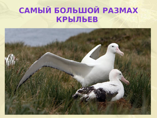 Самый большой размах крыльев  