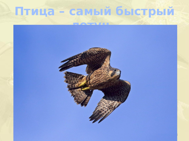 Птица – самый быстрый летун.  