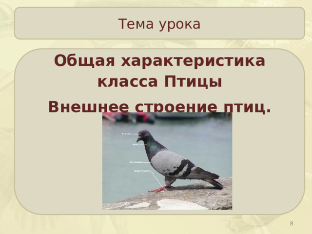 Тема урока Общая характеристика класса Птицы Внешнее строение птиц.  