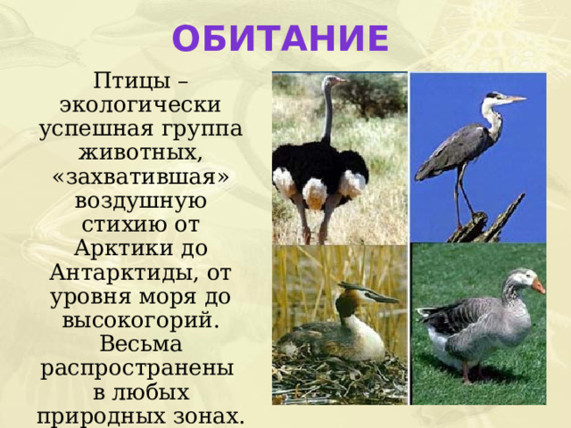 Обитание  Птицы – экологически успешная группа животных, «захватившая» воздушную стихию от Арктики до Антарктиды, от уровня моря до высокогорий. Весьма распространены в любых природных зонах. 