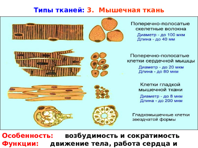 Полосатые мышцы состоят из многих специализированных мышечных клеток, известных