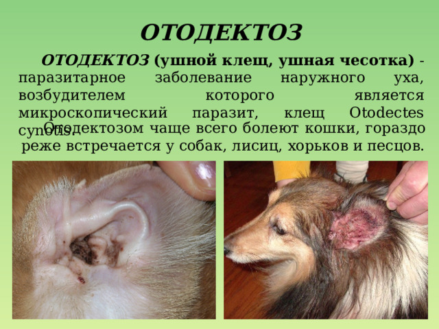 ОТОДЕКТОЗ  ОТОДЕКТОЗ (ушной клещ, ушная чесотка)  - паразитарное заболевание наружного уха, возбудителем которого является микроскопический паразит, клещ Otodectes cynotis.  Отодектозом чаще всего болеют кошки, гораздо реже встречается у собак, лисиц, хорьков и песцов. 