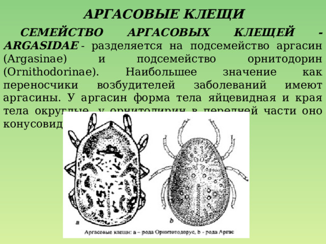 АРГАСОВЫЕ КЛЕЩИ  СЕМЕЙСТВО АРГАСОВЫХ КЛЕЩЕЙ - ARGASIDAE   - разделяется на подсемейство аргасин (Argasinae) и подсемейство орнитодорин (Ornithodorinae). Наибольшее значение как переносчики возбудителей заболеваний имеют аргасины. У аргасин форма тела яйцевидная и края тела округлые, у орнитодирин в передней части оно конусовидное. 