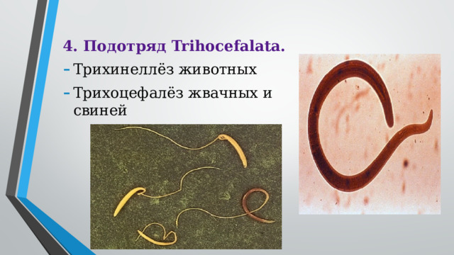 4. Подотряд Trihocefalata. Трихинеллёз животных Трихоцефалёз жвачных и свиней 