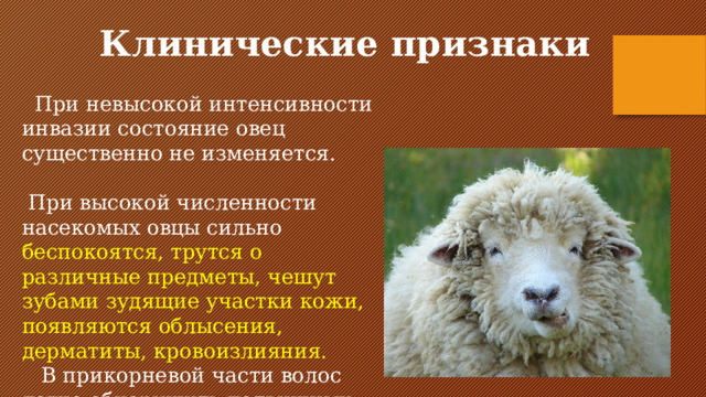 Силен овцам