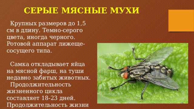 Значение мухи. Серая мясная Муха в жизни человека. Серые мясные мухи размер. Мясная Муха размер. Серые мясные мухи ротовой аппарат.