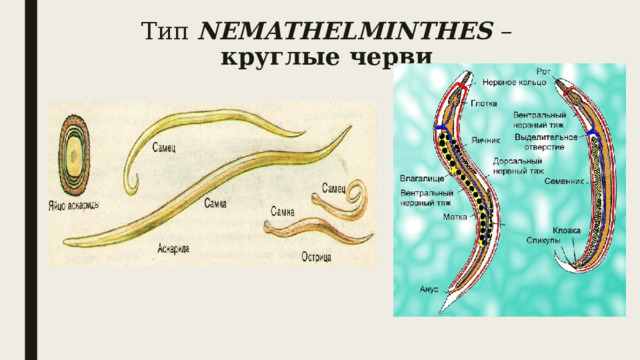 Тип NEMATHELMINTHES – круглые черви 