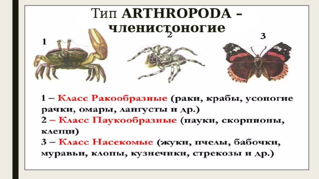 Тип ARTHROPODA – членистоногие 