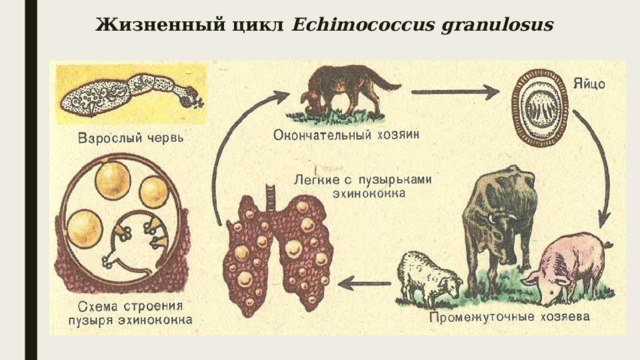 Жизненный цикл Echimococcus granulosus 