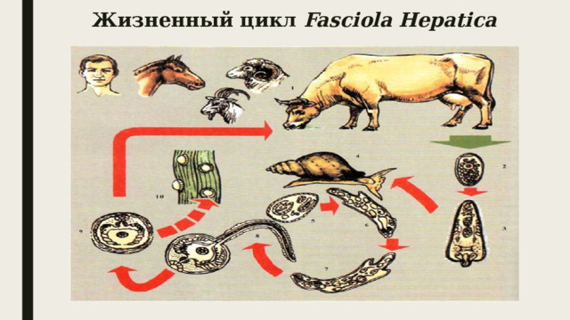 Жизненный цикл Fasciola Hepatica 