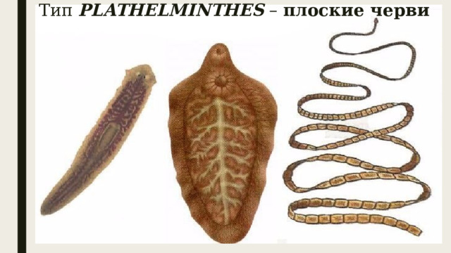 Тип PLATHELMINTHES – плоские черви 