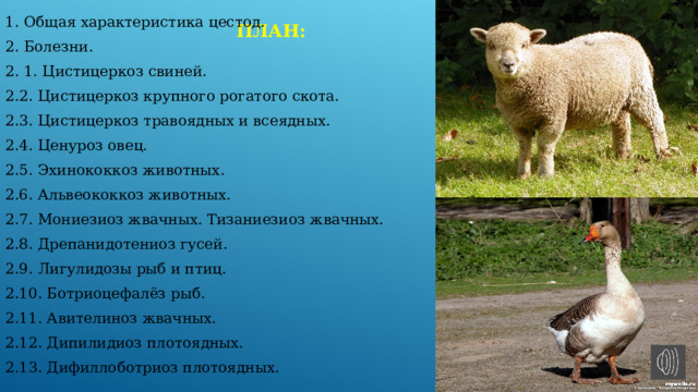  План:   1. Общая характеристика цестод. 2. Болезни. 2. 1. Цистицеркоз свиней. 2.2. Цистицеркоз крупного рогатого скота. 2.3. Цистицеркоз травоядных и всеядных. 2.4. Ценуроз овец. 2.5. Эхинококкоз животных. 2.6. Альвеококкоз животных. 2.7. Мониезиоз жвачных. Тизаниезиоз жвачных. 2.8. Дрепанидотениоз гусей. 2.9. Лигулидозы рыб и птиц. 2.10. Ботриоцефалёз рыб. 2.11. Авителиноз жвачных. 2.12. Дипилидиоз плотоядных. 2.13. Дифиллоботриоз плотоядных. 