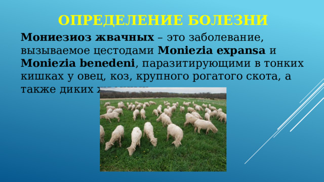 Определение болезни Мониезиоз жвачных – это заболевание, вызываемое цестодами Moniezia expansa и Moniezia benedeni , паразитирующими в тонких кишках у овец, коз, крупного рогатого скота, а также диких жвачных. 
