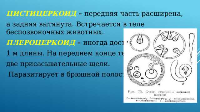 ЦИСТИЦЕРКОИД  – передняя часть расширена, а задняя вытянута. Встречается в теле беспозвоночных животных. ПЛЕРОЦЕРКОИД – иногда достигает 1 м длины. На переднем конце тела две присасывательные щели.  Паразитирует в брюшной полости рыб. 