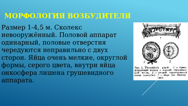 Морфология возбудителя Размер 1-4,5 м. Сколекс невооружённый. Половой аппарат одинарный, половые отверстия чередуются неправильно с двух сторон. Яйца очень мелкие, округлой формы, серого цвета, внутри яйца онкосфера лишена грушевидного аппарата. 