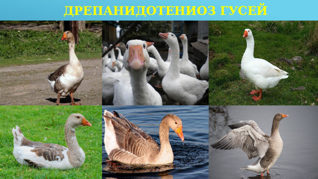 Дрепанидотениоз гусей 